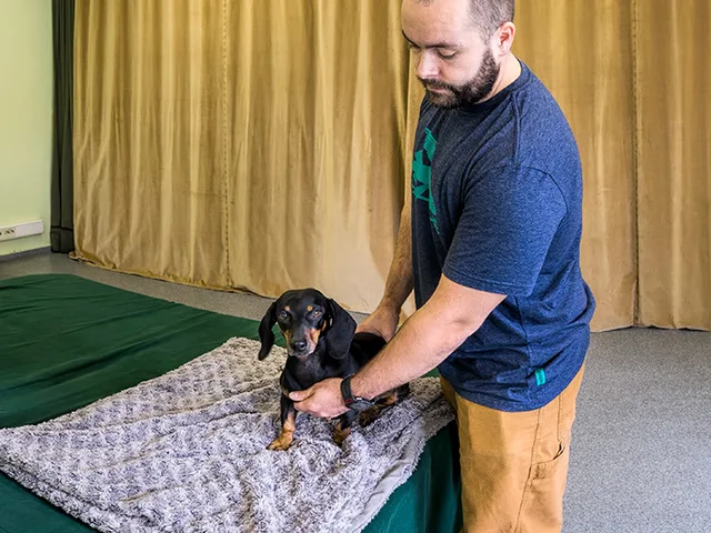 Kutya-fizioterapeuta gyógymasszázst végez egy tacskón a kezelőasztalon