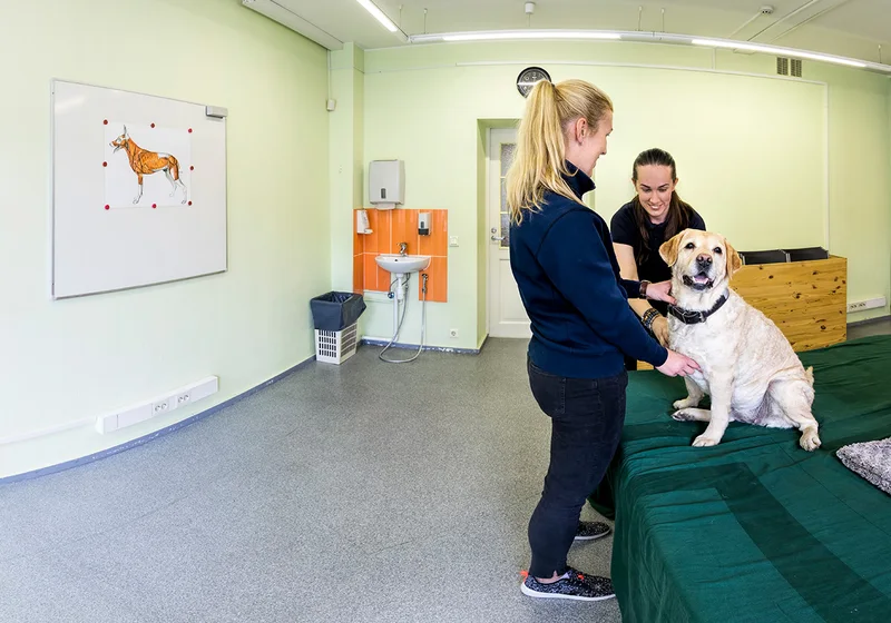 Kutya-fizioterapeuta gyakorlati oktatás — állapotfelmérés és funkcionális anatómia tanterem